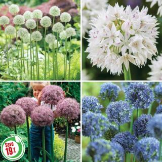 Amazing Allium Collection Thumbnail